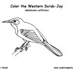 Jay (Western Scrub)