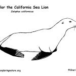 Sea Lion (California)