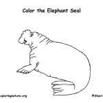 Seal (Southern Elephant)