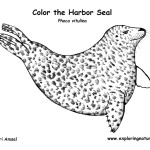 Seal (Harbor)