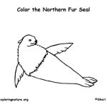 Seal (Northern Fur)