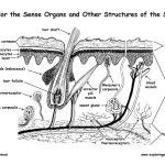 Sense Organs of the Skin