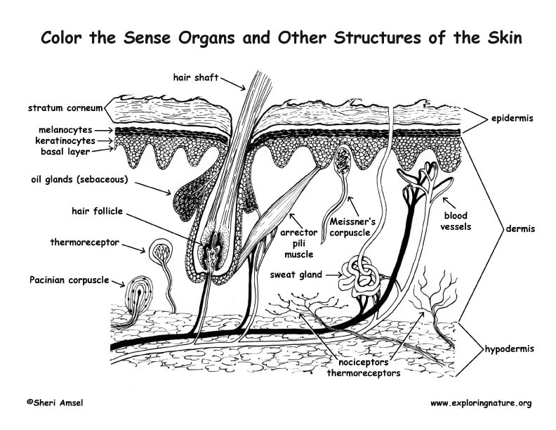 Sense Organs Images  Browse 2490 Stock Photos Vectors and Video   Adobe Stock