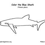 Shark (Blue)