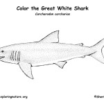 Shark (Great White)
