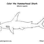 Shark (Hammerhead)