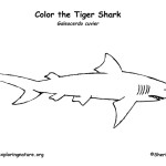 Shark (Tiger)