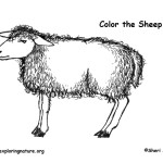 Sheep