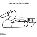 Duck – Shoveler (Northern)