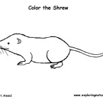 Shrew (Long-tailed)