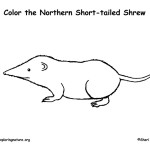 Shrew (Northern Short-tailed)