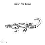 Skink (Five-lined)