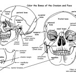 Skull – Bones of the Cranium and Face