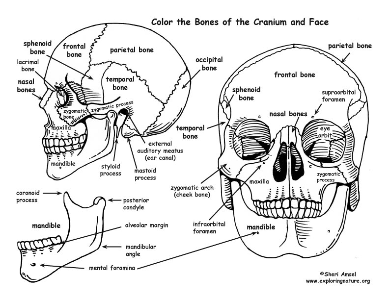 skull-bones-of-the-cranium-and-face-coloring-nature