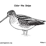 Snipe (Common)