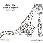 Leopard (Snow)