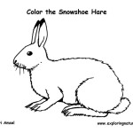 Hare (Snowshoe)