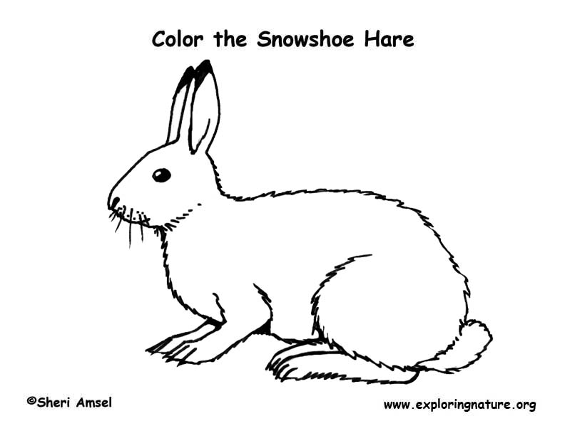 snowshoeing coloring pages