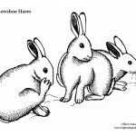 Snowshoe Hares