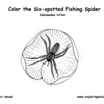 Spider (Six-Spotted Fishing)