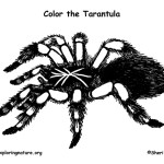 Tarantula