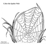 Spider Web