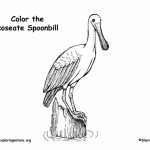 Spoonbill (Roseate)