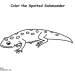 Salamander (Spotted)