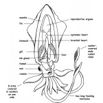 Squid Anatomy