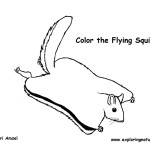 Squirrel (Northern Flying)