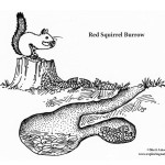 Squirrel (Red) Burrow
