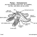 Starfish Anatomy