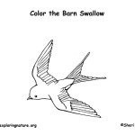 Swallow (Barn)