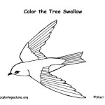 Swallow (Tree)