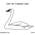 Swan (Trumpeter)