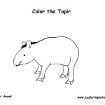 Tapir