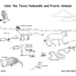 Texas Panhandle and Prairie Wildlife (Labeled)