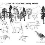 Texas Hill Country Wildlife (Labeled)