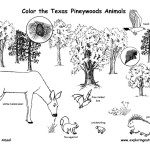 Texas Pineywoods (Labeled)