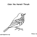 Thrush (Hermit)