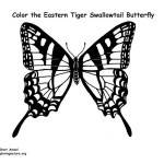 Butterfly (Eastern Tiger Swallowtail)