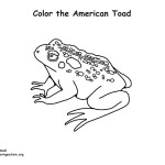 Toad (American)