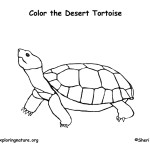Tortoise (Desert)