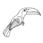 Toucan (Keel-billed)