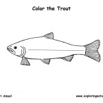 Trout