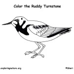 Ruddy Turnstone