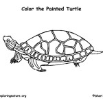 Turtle (Painted)