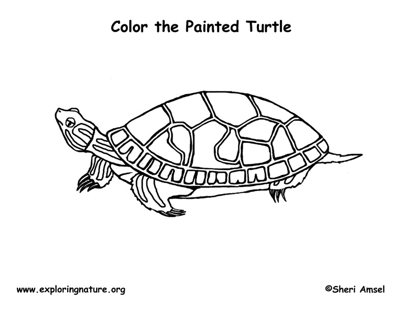 Turtle Painted Coloring Nature