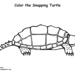 Turtle (Snapping)