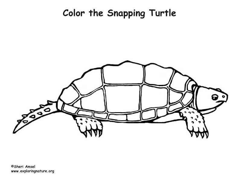 Turtle (Snapping) – Coloring Nature